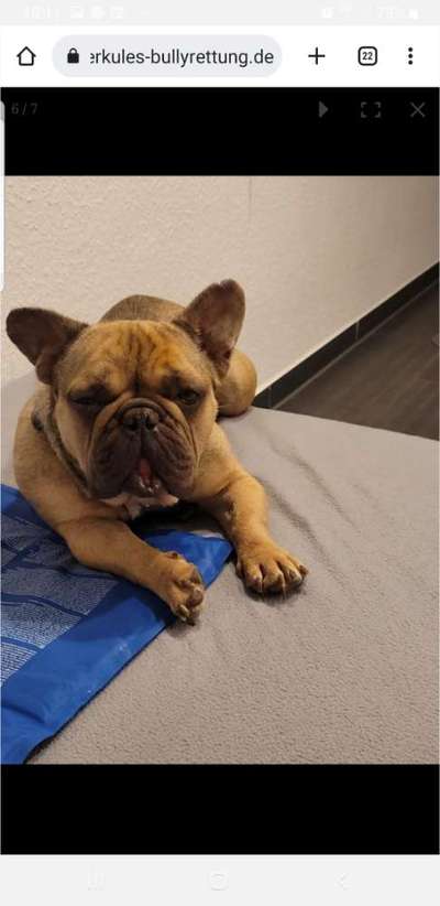 Französische Bulldoggen-Beitrag-Bild