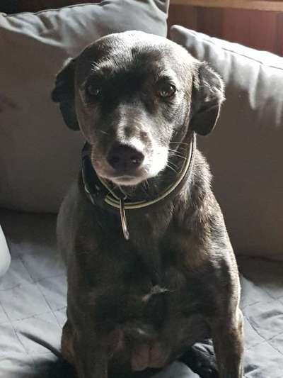 Mischlinge raten - Rätselspaß-Beitrag-Bild