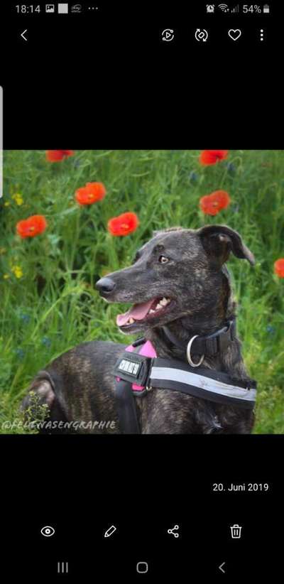 Wie heißt dein Hund?-Beitrag-Bild