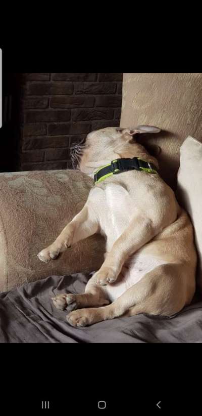 Französische Bulldoggen-Beitrag-Bild