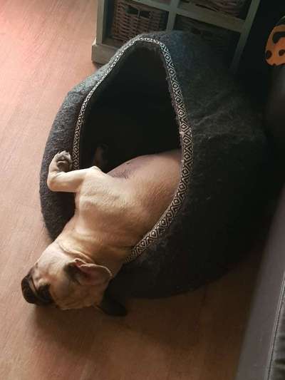 Französische Bulldoggen-Beitrag-Bild