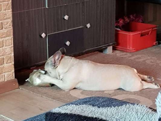 Französische Bulldoggen-Beitrag-Bild