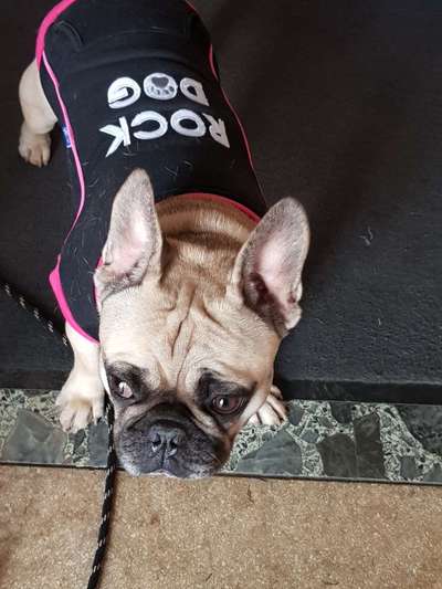 Französische Bulldoggen-Beitrag-Bild