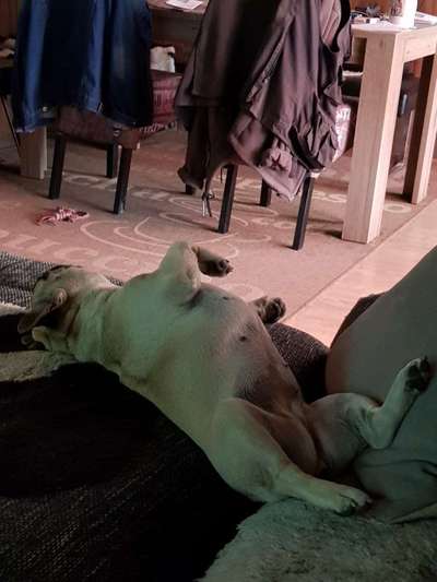 Französische Bulldoggen-Beitrag-Bild