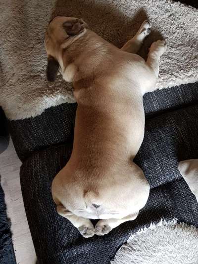 Französische Bulldoggen-Beitrag-Bild