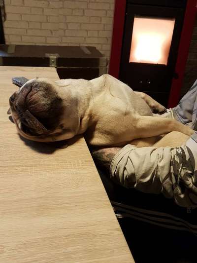 Französische Bulldoggen-Beitrag-Bild