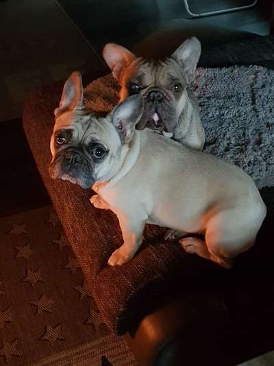 Französische Bulldoggen-Beitrag-Bild