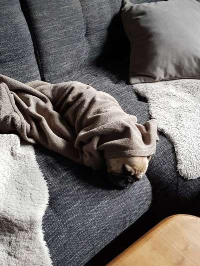 Französische Bulldoggen-Beitrag-Bild