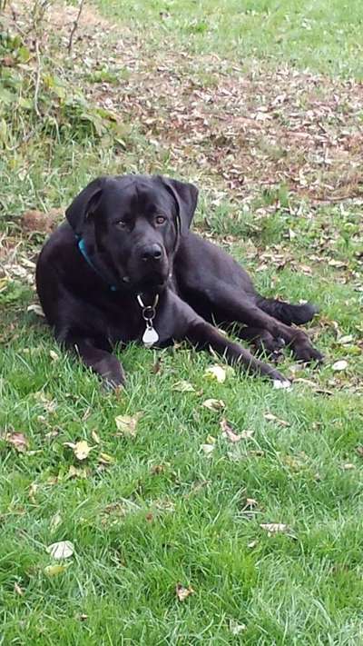 Mischlinge raten - Rätselspaß-Beitrag-Bild