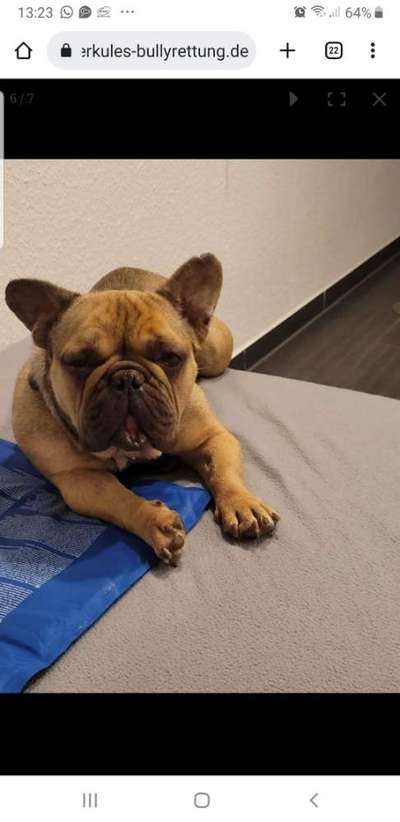 Französische Bulldoggen-Beitrag-Bild