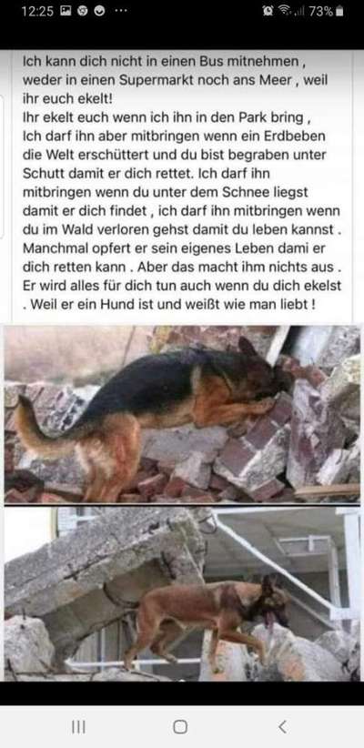 Französische Bulldoggen-Beitrag-Bild