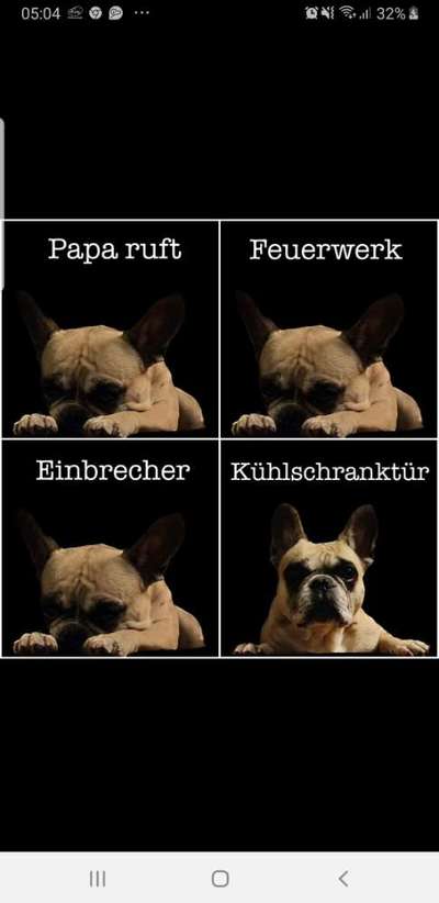 Französische Bulldoggen-Beitrag-Bild