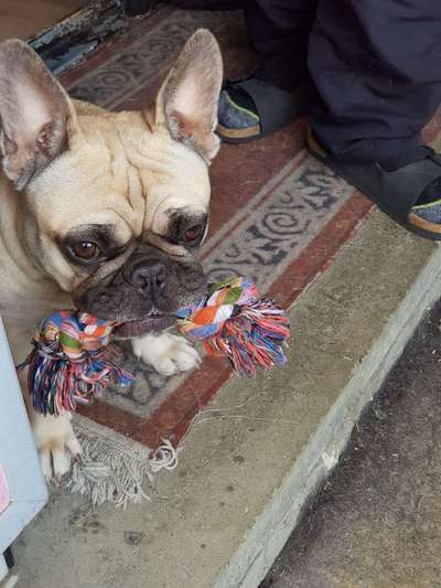 Französische Bulldoggen-Beitrag-Bild