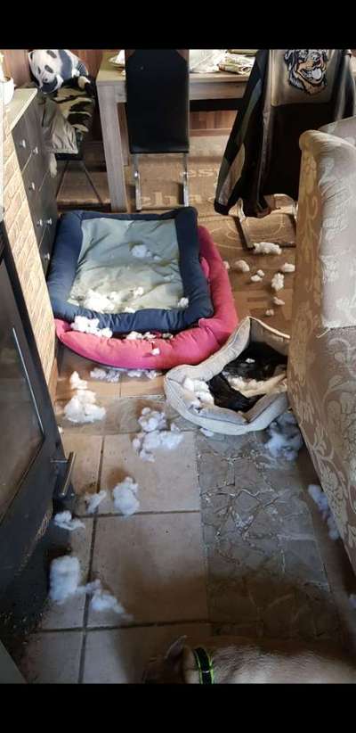 TierschutzhundeStammtisch🐕-Beitrag-Bild