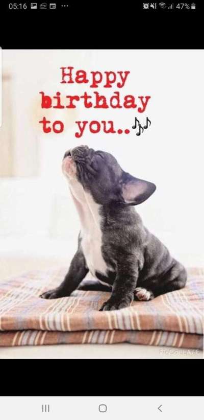 Französische Bulldoggen-Beitrag-Bild