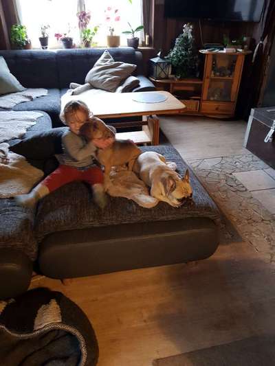 Französische Bulldoggen-Beitrag-Bild