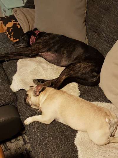 Französische Bulldoggen-Beitrag-Bild