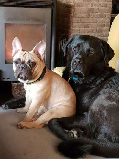 Französische Bulldoggen-Beitrag-Bild