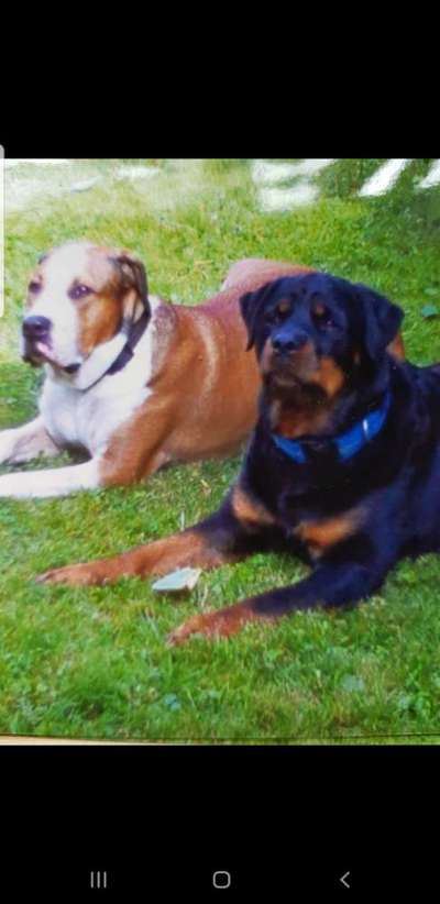 Französische Bulldoggen-Beitrag-Bild