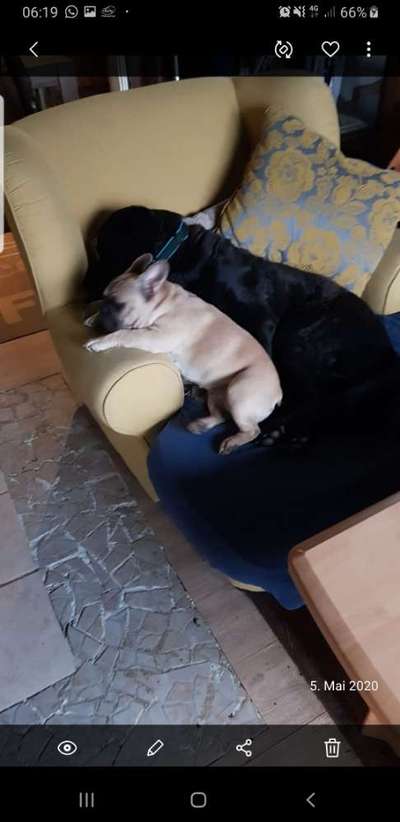 Französische Bulldoggen-Beitrag-Bild