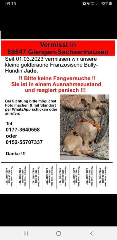 Französische Bulldoggen-Beitrag-Bild