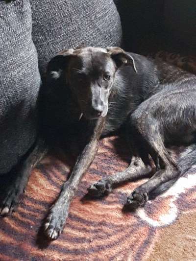 Das erste Bild eures Hundes-Beitrag-Bild