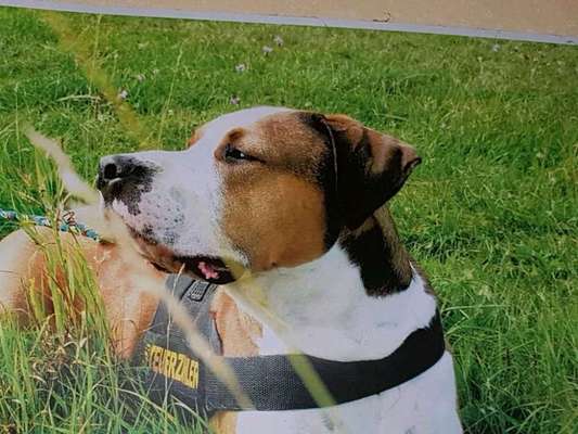 Französische Bulldoggen-Beitrag-Bild