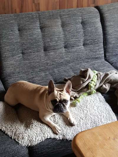 Französische Bulldoggen-Beitrag-Bild