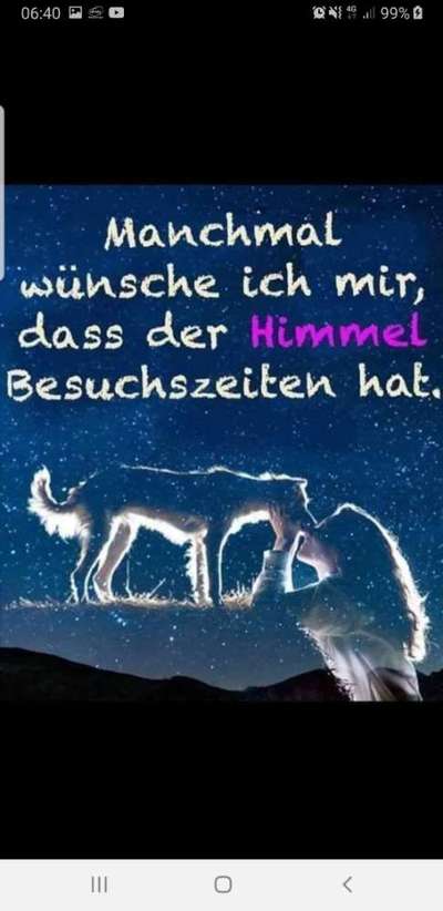 Französische Bulldoggen-Beitrag-Bild