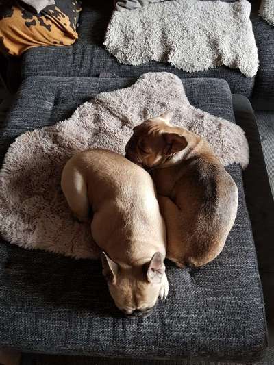 Französische Bulldoggen-Beitrag-Bild