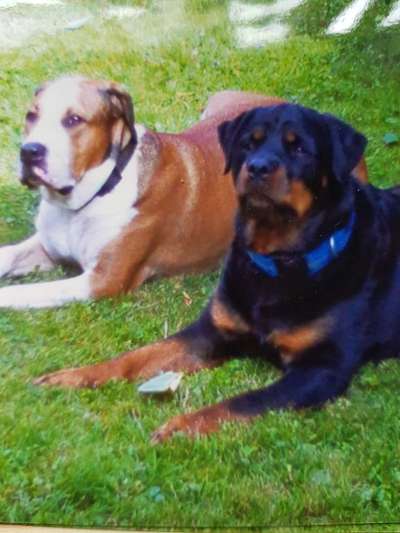 Unsere Fellnasen im Regenbogenland-Beitrag-Bild