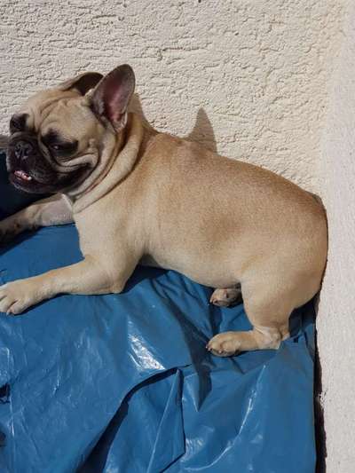 Französische Bulldoggen-Beitrag-Bild