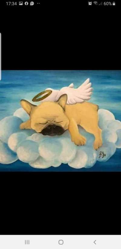 Französische Bulldoggen-Beitrag-Bild