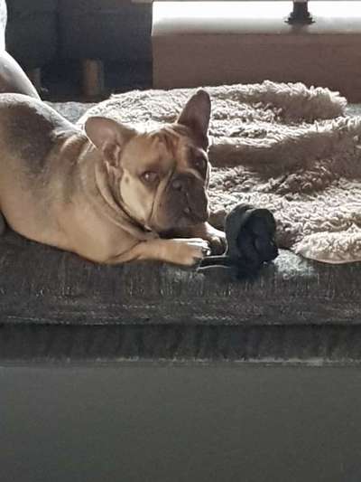 Französische Bulldoggen-Beitrag-Bild