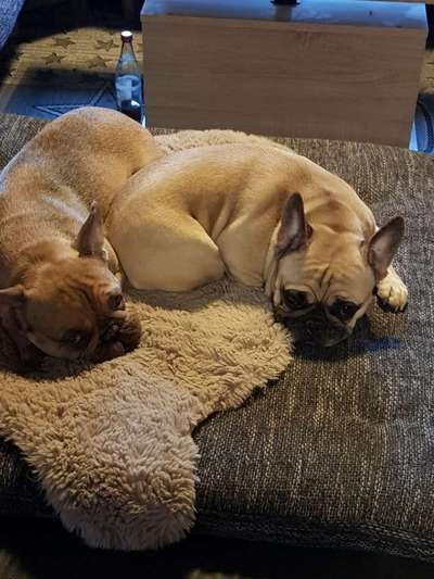 Französische Bulldoggen-Beitrag-Bild