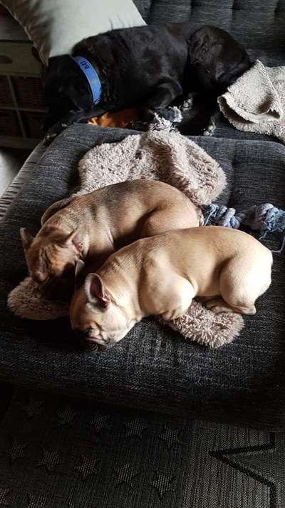 Französische Bulldoggen-Beitrag-Bild