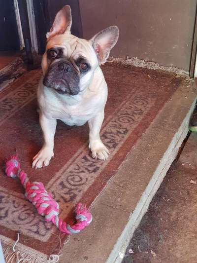 Französische Bulldoggen-Beitrag-Bild