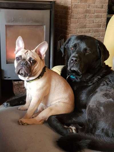 Französische Bulldoggen-Beitrag-Bild