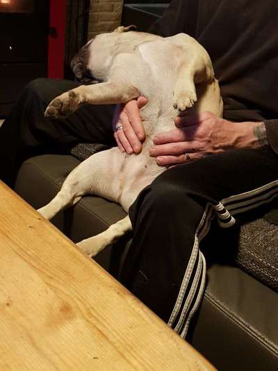 Französische Bulldoggen-Beitrag-Bild