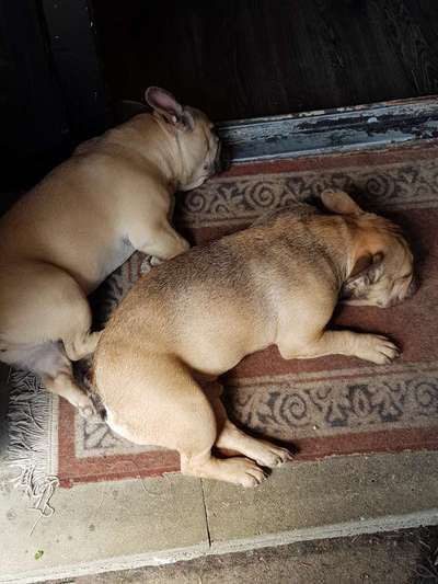 Französische Bulldoggen-Beitrag-Bild