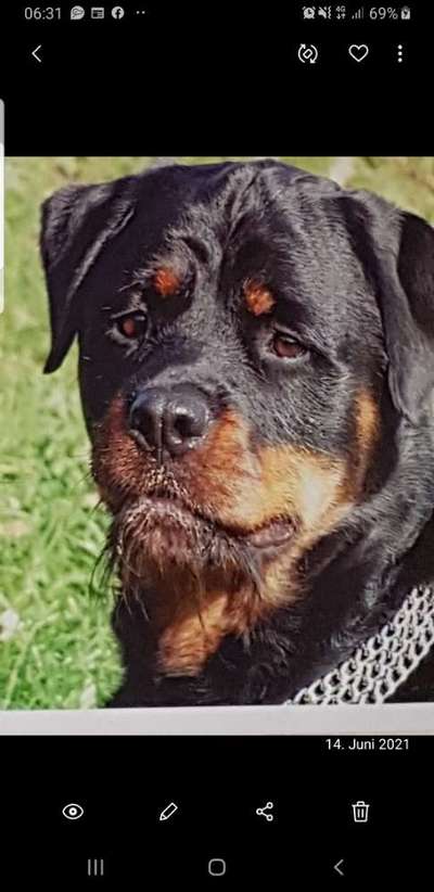 Unsere Fellnasen im Regenbogenland-Beitrag-Bild