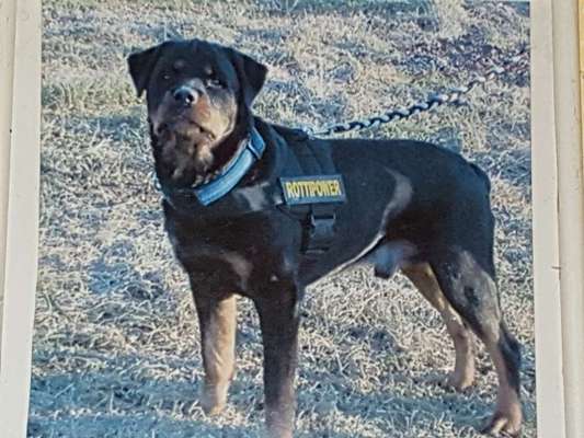 Unsere Fellnasen im Regenbogenland-Beitrag-Bild