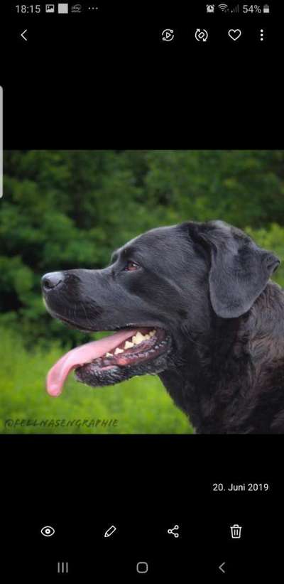 Wie heißt dein Hund?-Beitrag-Bild