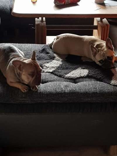 Französische Bulldoggen-Beitrag-Bild