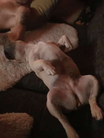 Französische Bulldoggen-Beitrag-Bild