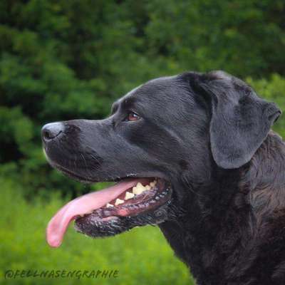 Mischlinge raten - Rätselspaß-Beitrag-Bild