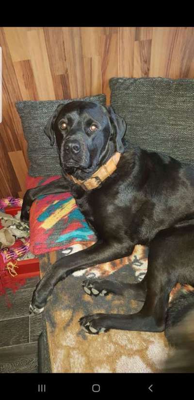 Französische Bulldoggen-Beitrag-Bild