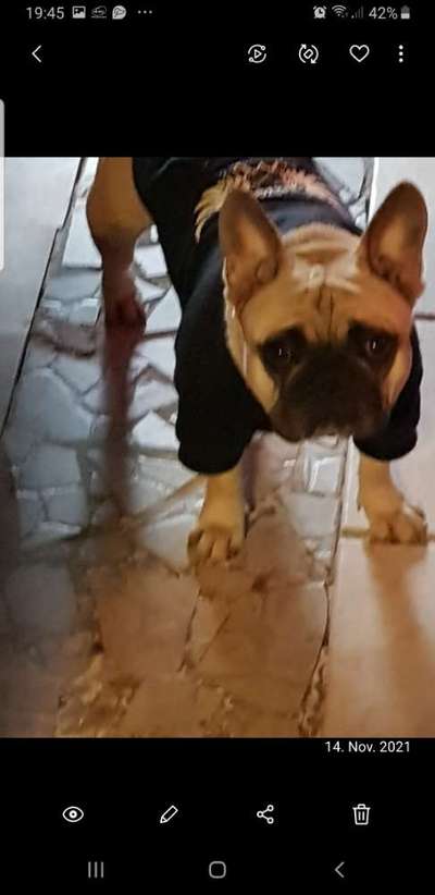 Französische Bulldoggen-Beitrag-Bild