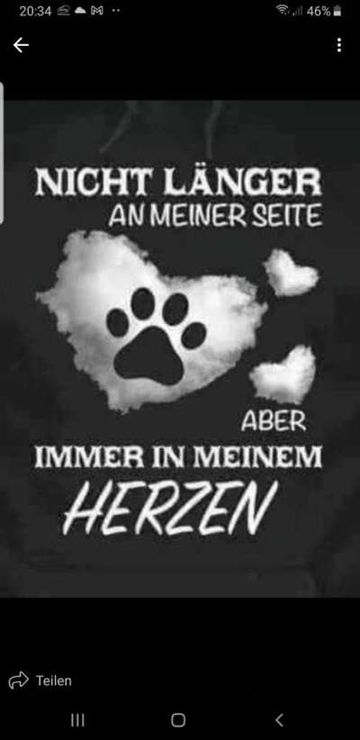 Unsere Fellnasen im Regenbogenland-Beitrag-Bild