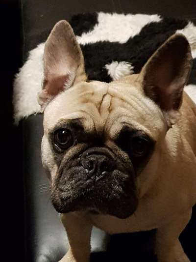 Französische Bulldoggen-Beitrag-Bild